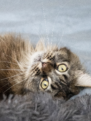 サンフラワーベア